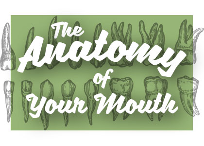 Bolivia &amp; Oak Island dentists at Coastal Cosmetic Family Dentistry shares all about the anatomy of your mouth and how it works together for your benefit.